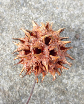 Image of American Sweetgum