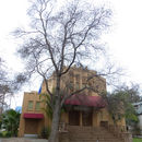 Image of Tulip tree