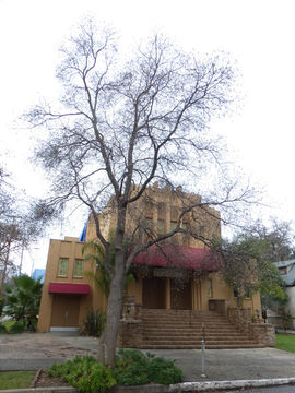 Image of Tulip tree