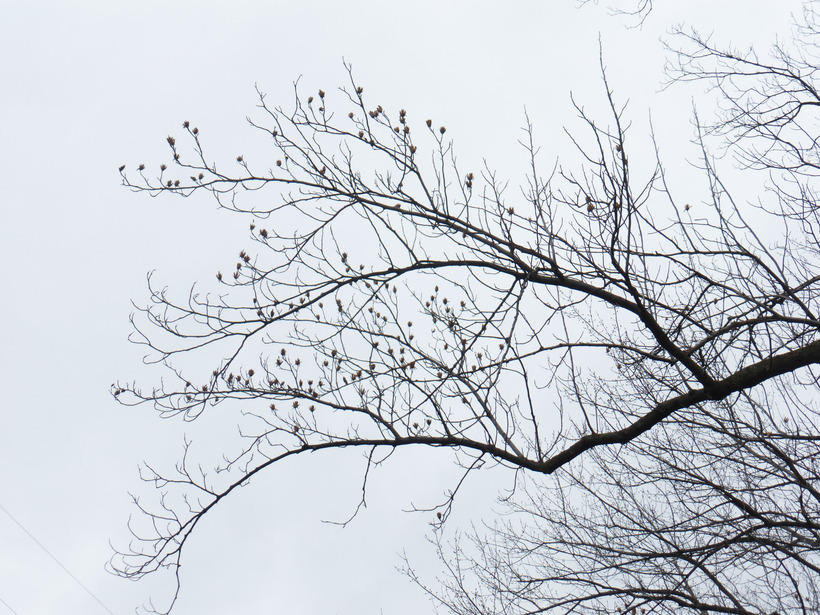 Image of Tulip tree