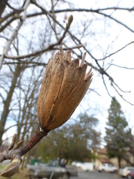 Image of Tulip tree