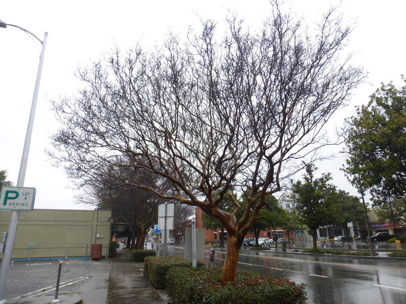 Image of Crape myrtle