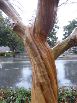 Image of Crape myrtle