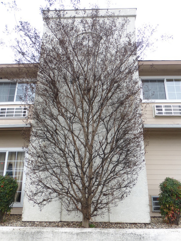 Image of Crape myrtle