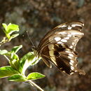 Image of Papilio constantinus Ward 1871