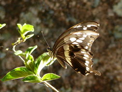 Sivun Papilio constantinus Ward 1871 kuva