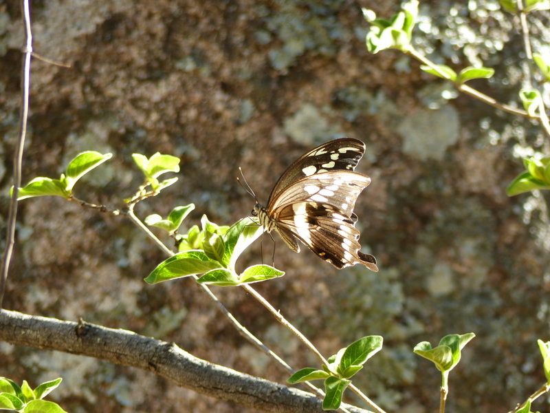 Sivun Papilio constantinus Ward 1871 kuva