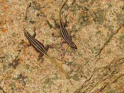 Image of Common Flat Lizard
