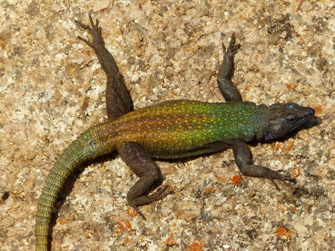 Image de Platysaurus intermedius Matschie 1891