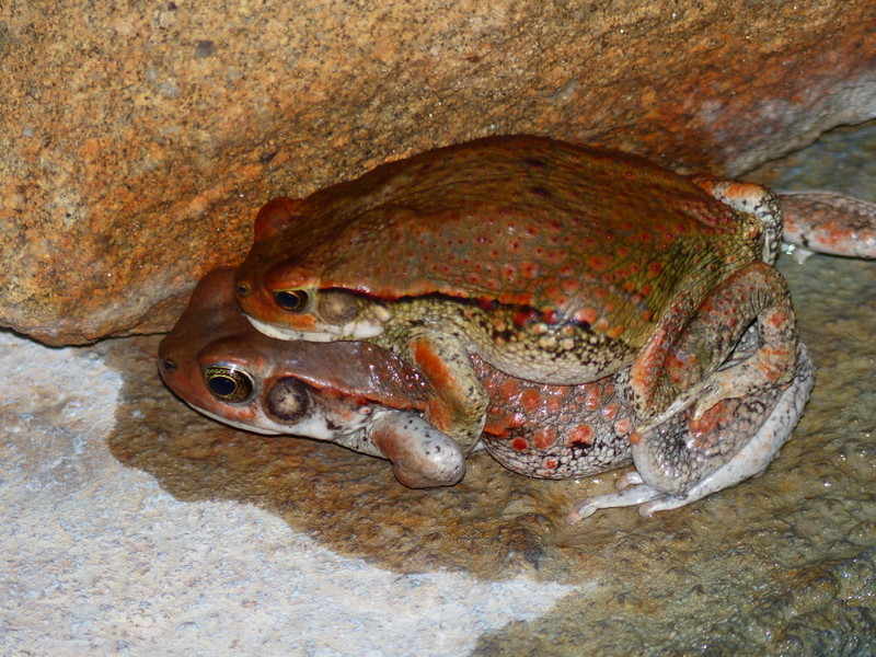 Image of African Red Toad