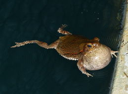 Image of African Red Toad