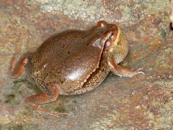 Image of African Red Toad