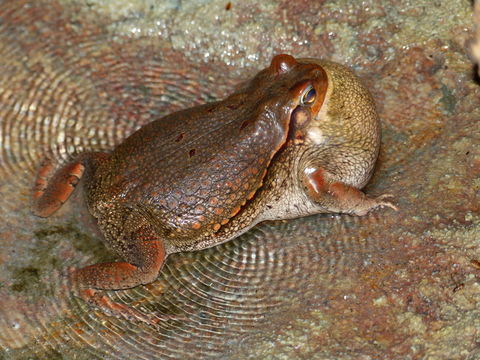 Image of African Red Toad