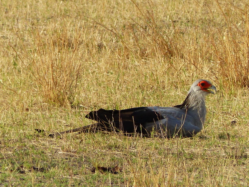 Image of Secretarybird