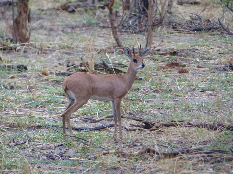 Image of Steenbok