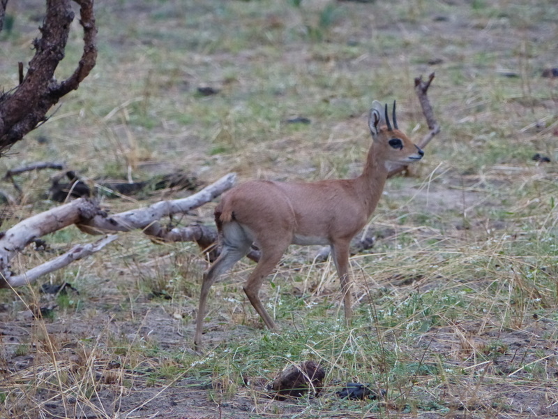 Image of Steenbok