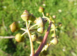 Image of river redgum