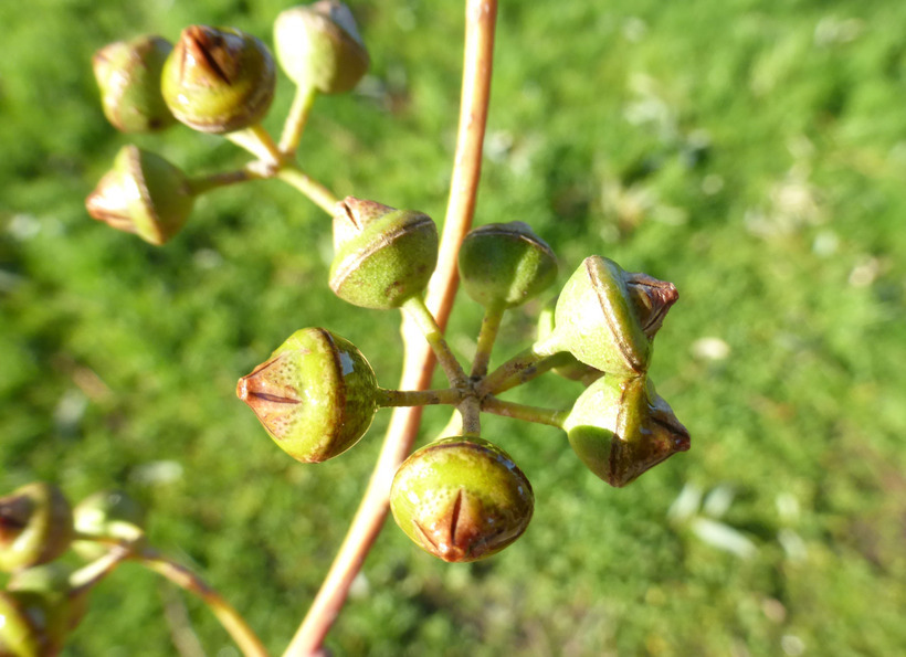 Imagem de Eucalyptus camaldulensis Dehnh.