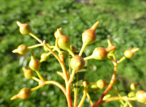 Imagem de Eucalyptus camaldulensis Dehnh.