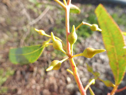 Imagem de Eucalyptus camaldulensis Dehnh.