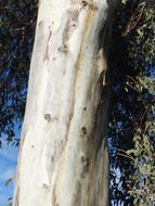 Imagem de Eucalyptus camaldulensis Dehnh.