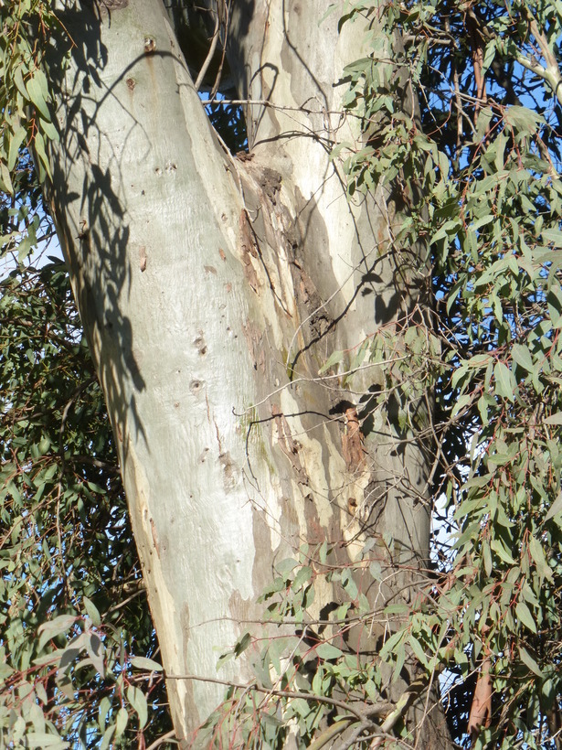 Imagem de Eucalyptus camaldulensis Dehnh.