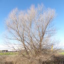 Image of Goodding's willow