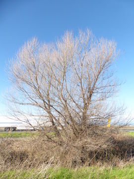 Image of Goodding's willow