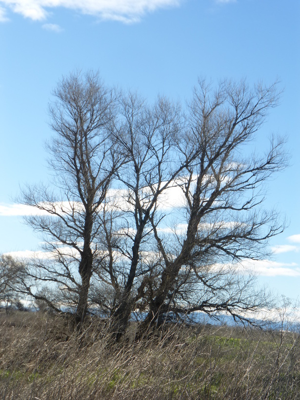 Image of Goodding's willow