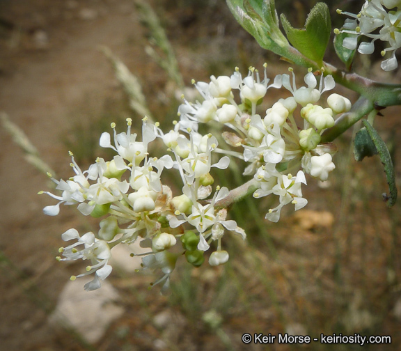 Image of whitethorn ceanothus