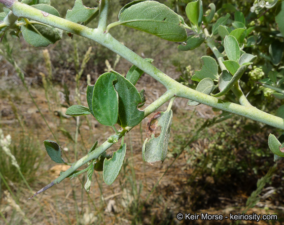 Image of whitethorn ceanothus