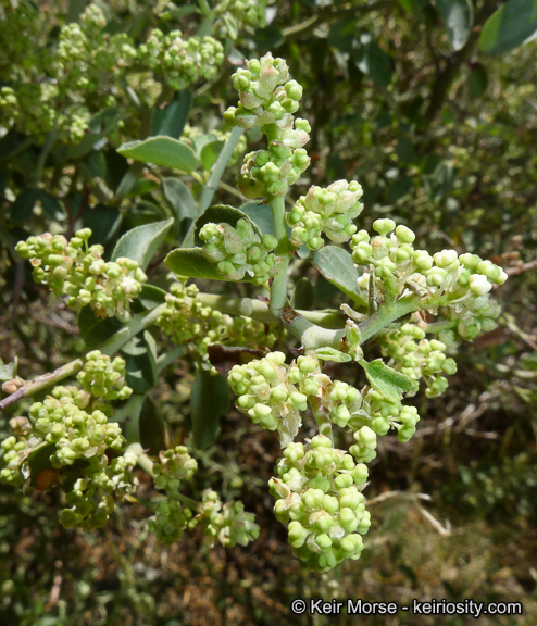 Image of whitethorn ceanothus