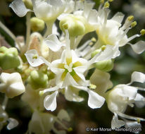 Image of whitethorn ceanothus