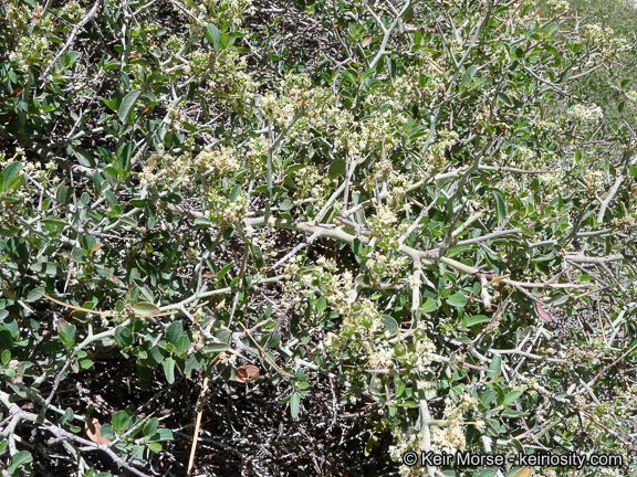 Image of whitethorn ceanothus