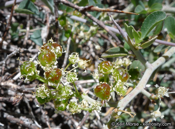 Image of whitethorn ceanothus