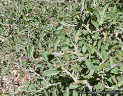 Image of whitethorn ceanothus