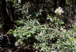 Image of whitethorn ceanothus