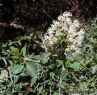 Image of whitethorn ceanothus