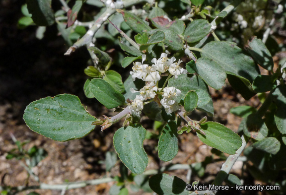 Image of whitethorn ceanothus