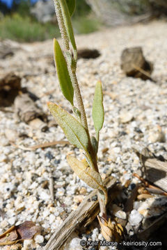 Sivun Chenopodium atrovirens Rydb. kuva