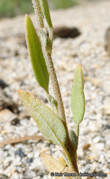 Слика од Chenopodium atrovirens Rydb.