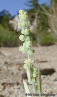 Слика од Chenopodium atrovirens Rydb.