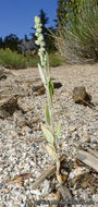 Sivun Chenopodium atrovirens Rydb. kuva