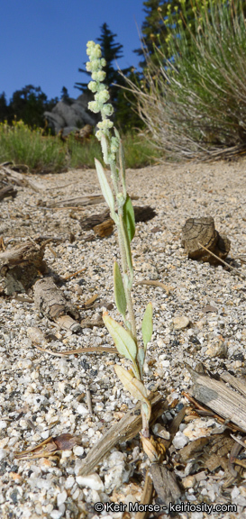 Слика од Chenopodium atrovirens Rydb.