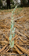 Слика од Chenopodium atrovirens Rydb.