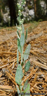 Слика од Chenopodium atrovirens Rydb.