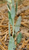 Слика од Chenopodium atrovirens Rydb.