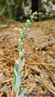 Слика од Chenopodium atrovirens Rydb.