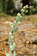 Sivun Chenopodium atrovirens Rydb. kuva