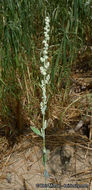 Слика од Chenopodium atrovirens Rydb.